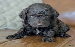 Standard Poodle dogs for sale: Peanut - Image 10