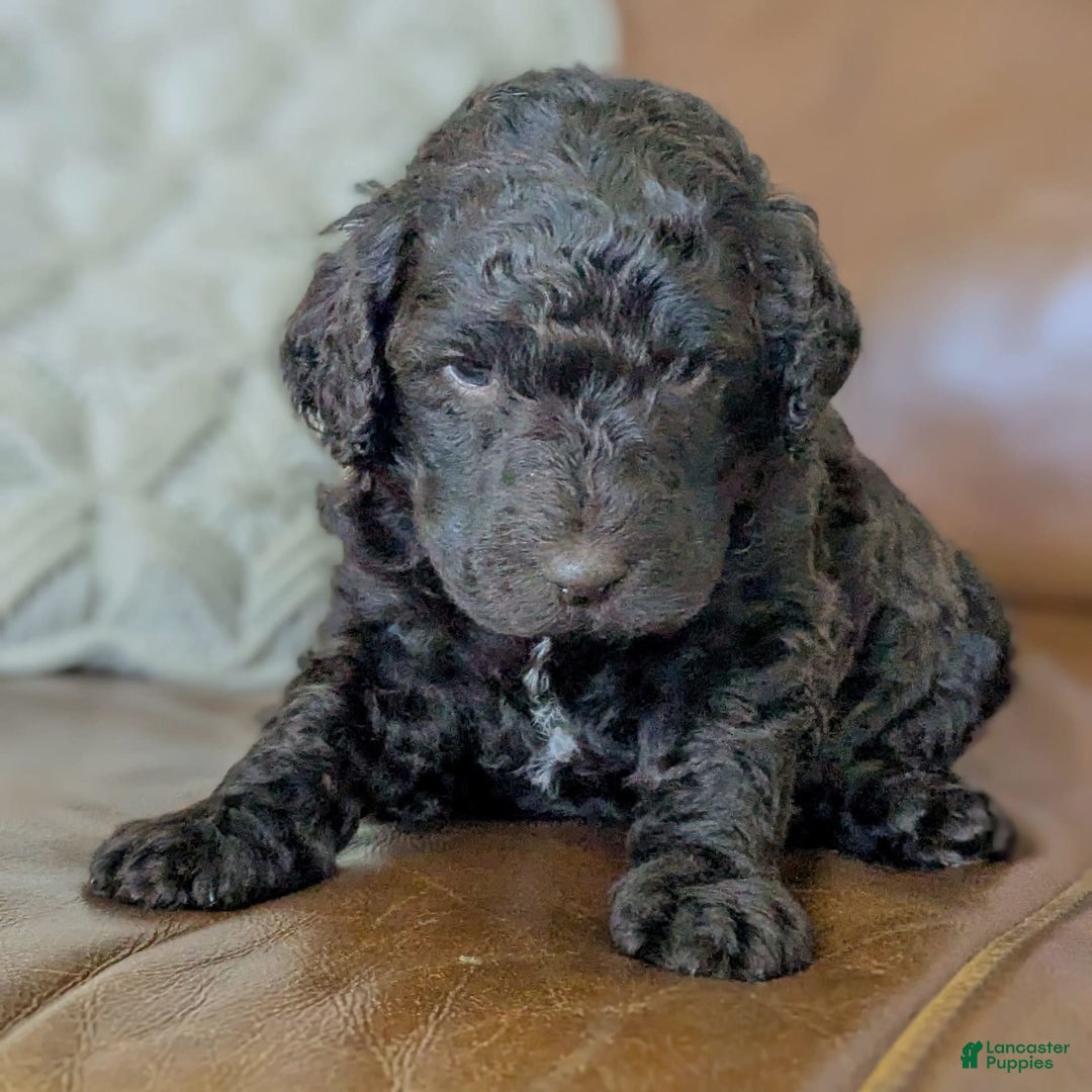 Standard Poodle dogs for sale: Peanut - Image 10