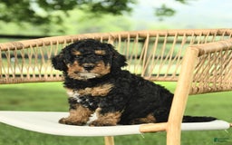 Mini Bernedoodle dogs for sale: Handsome - Image 2