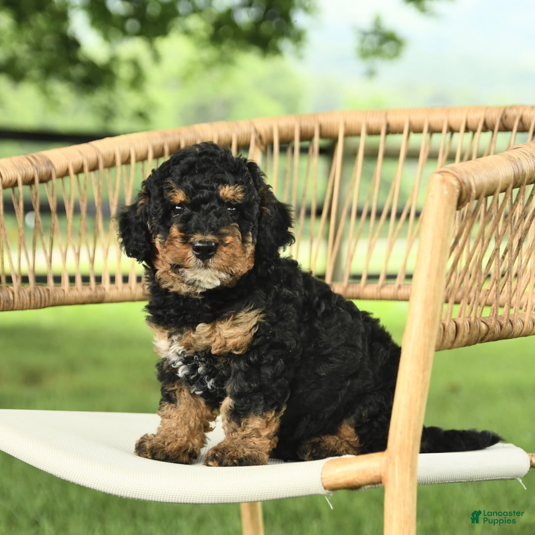 Mini Bernedoodle dogs for sale: Handsome - Image 2