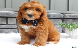 Cavapoo dogs for sale: Baxter - Image 4