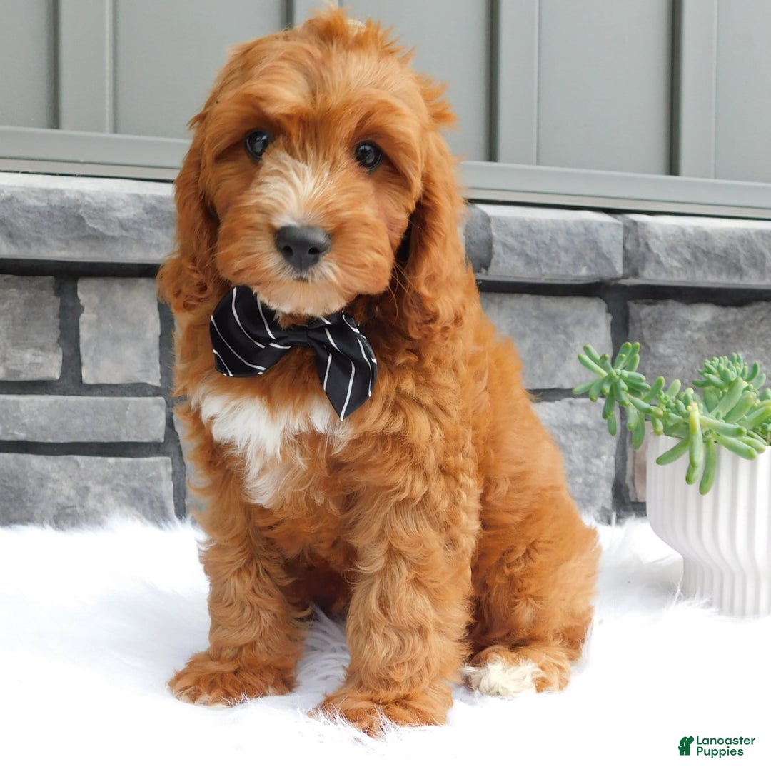 Cavapoo dogs for sale: Baxter - Image 4
