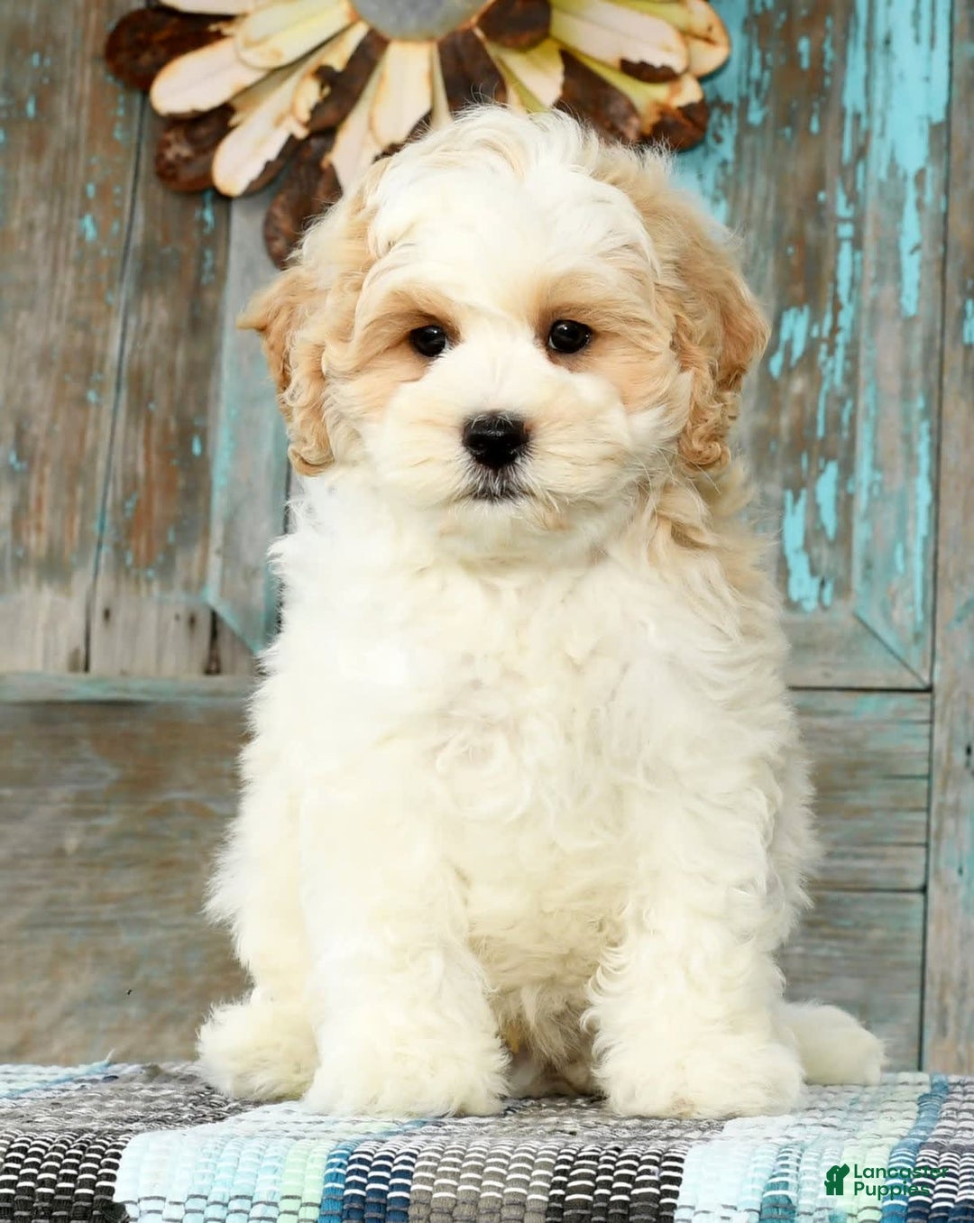 Cavapoo dogs for sale: Brady - Image 6