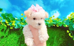 Maltipoo dogs for sale: Baby - Image 4