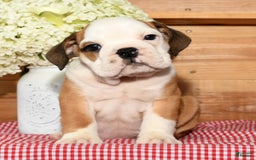 Beabull dogs for sale: Cody - Image 9