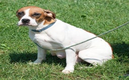 Beabull dogs for sale: Kaitlyn - Image 10