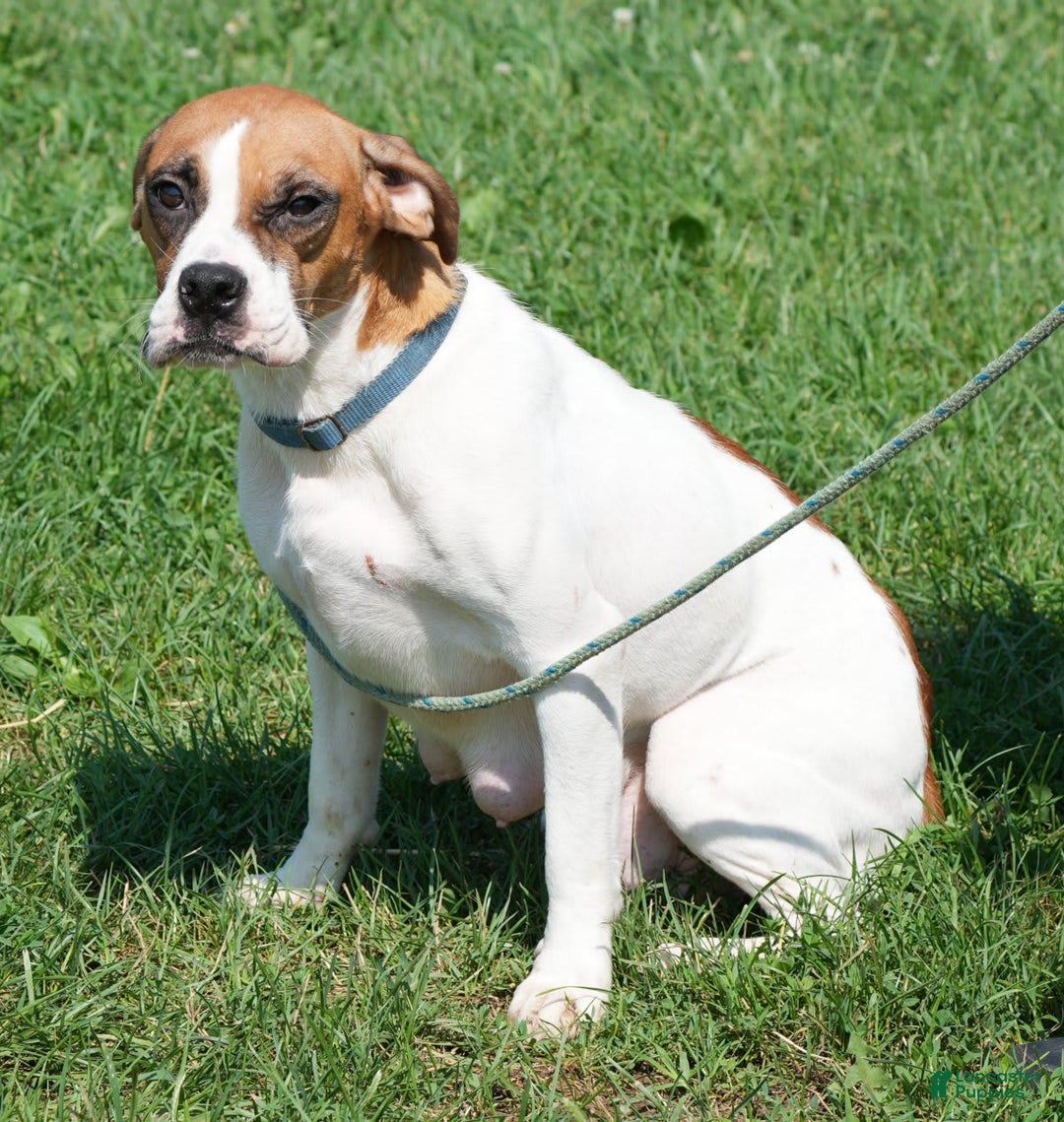 Beabull dogs for sale: Kaitlyn - Image 10
