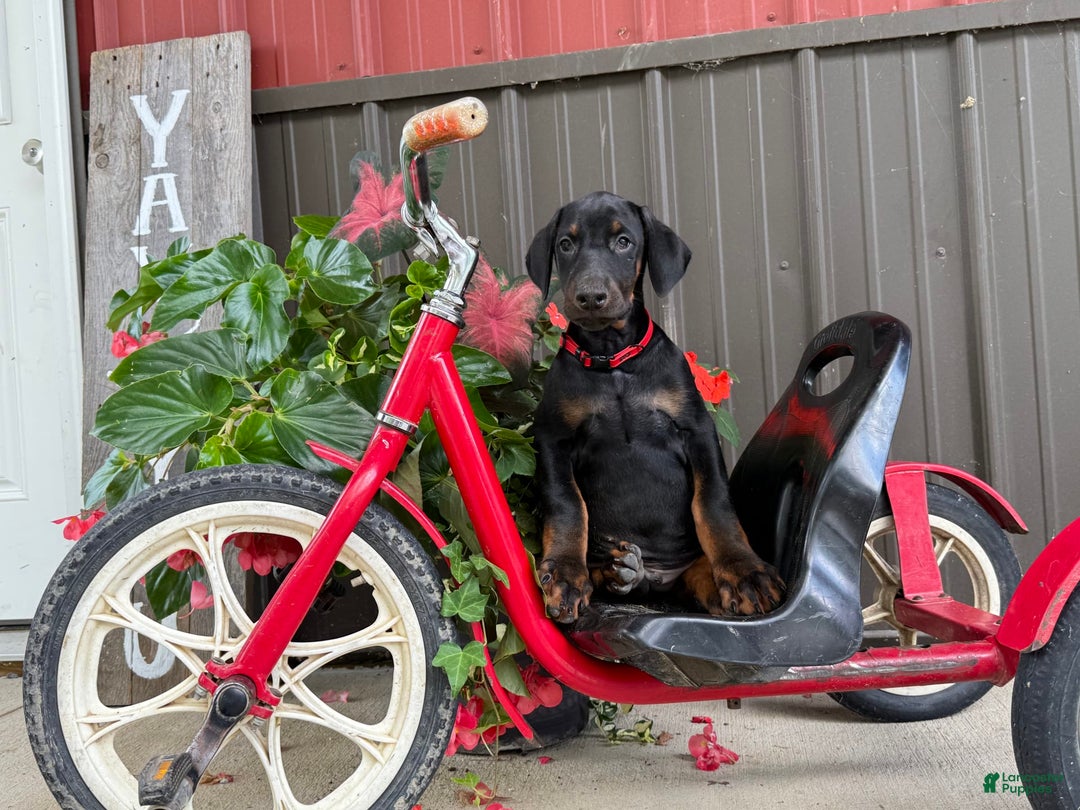 Doberman Pinscher dogs for sale: Max - Image 4