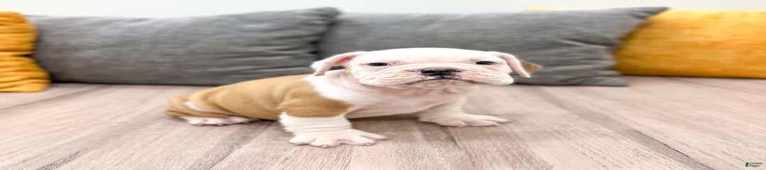 Sarge