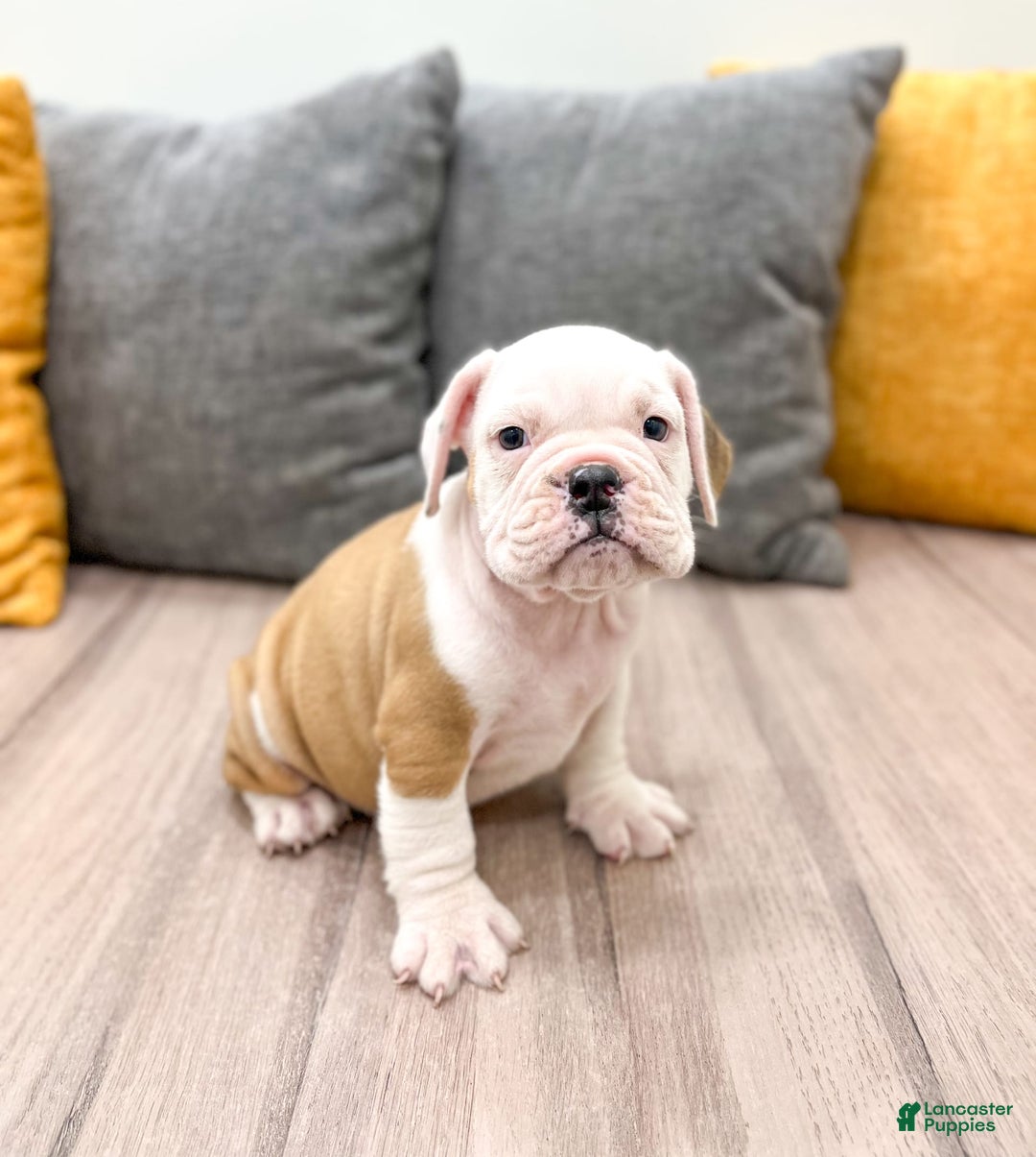 Beabull dogs for sale: Sarge - Image 1