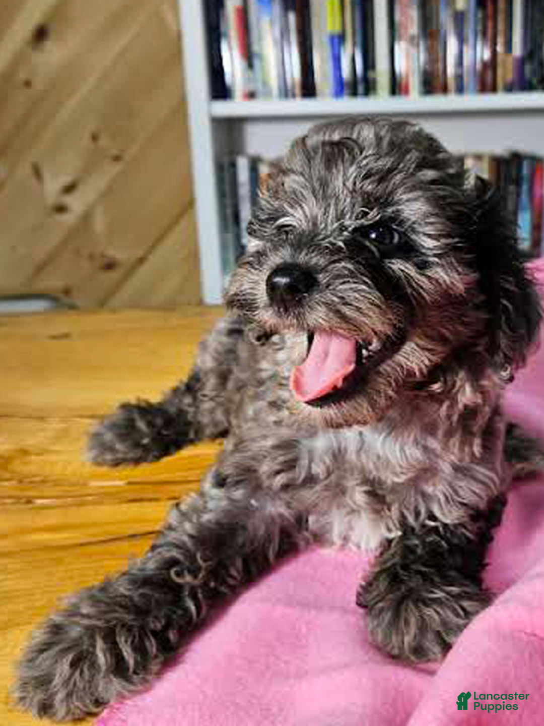 Portuguese Water Dog dogs for sale: Speckles - Image 2