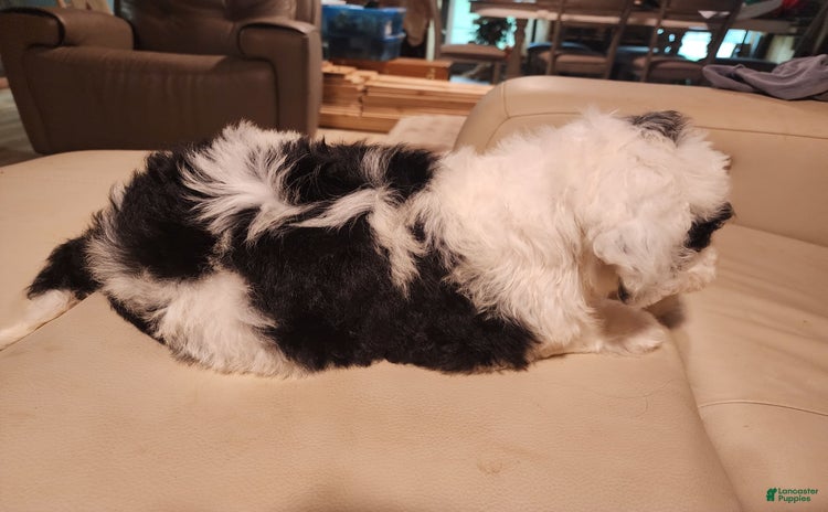 Sheepadoodle dogs for sale - Ad 2