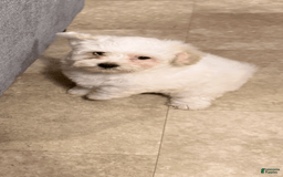 Morkie dogs for sale: Lucy - Image 2