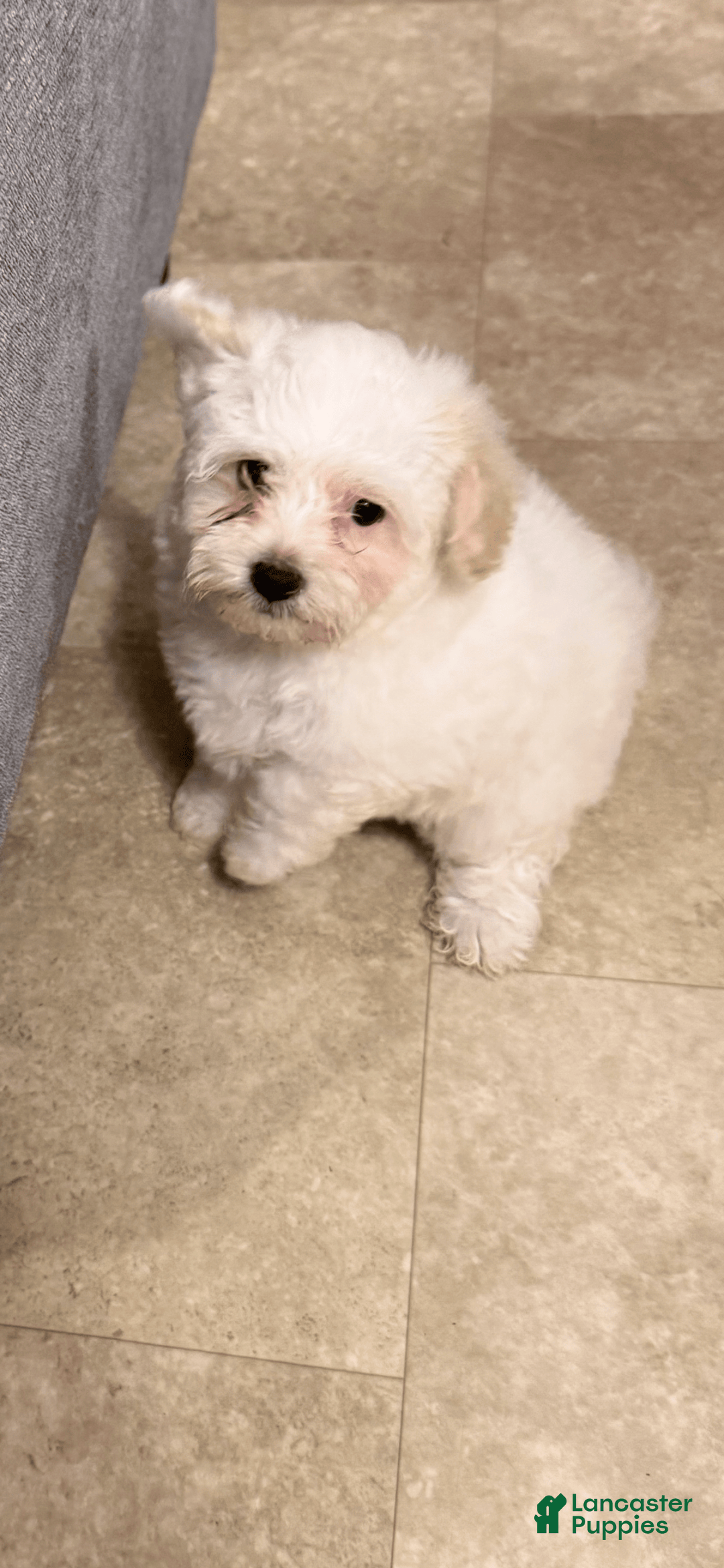 Morkie dogs for sale: Lucy - Image 2