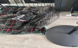 Cane Corso dogs for sale: Puppy3 - Image 2