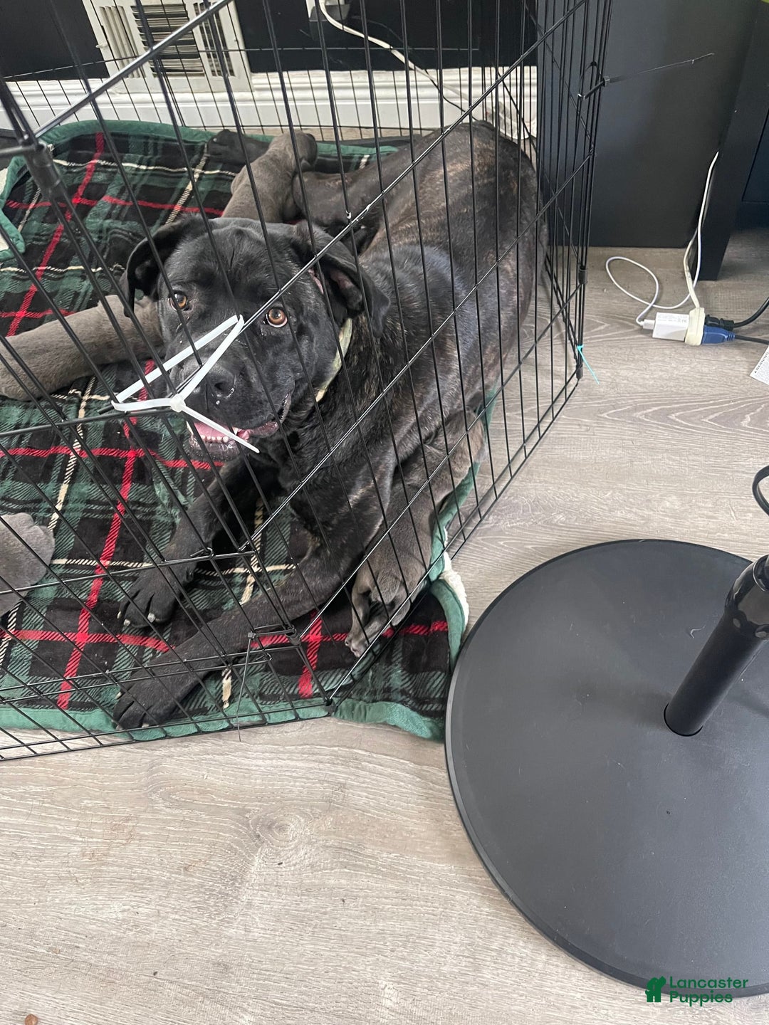 Cane Corso dogs for sale: Puppy3 - Image 2