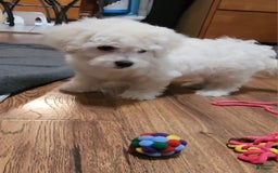 Cavachon dogs for sale: Destin - Image 7