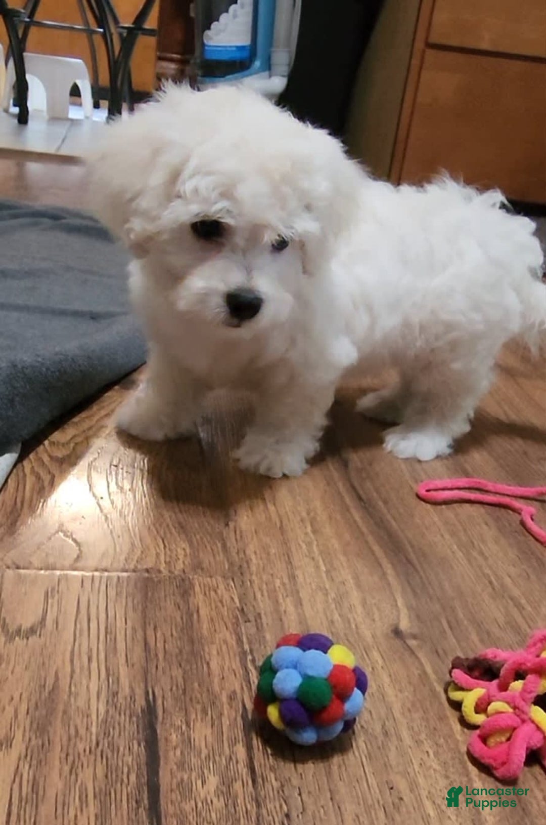 Cavachon dogs for sale: Destin - Image 7