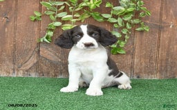 English Springer Spaniel dogs for sale: Oliver - Image 5