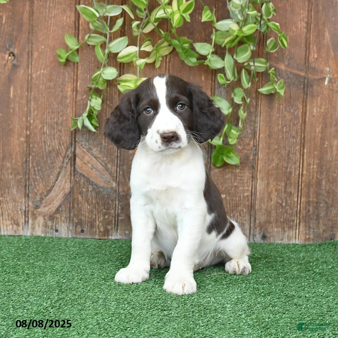 English Springer Spaniel dogs for sale: Oliver - Image 5