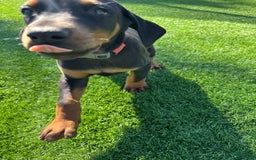 Doberman Pinscher dogs for sale: Apollo - Image 1