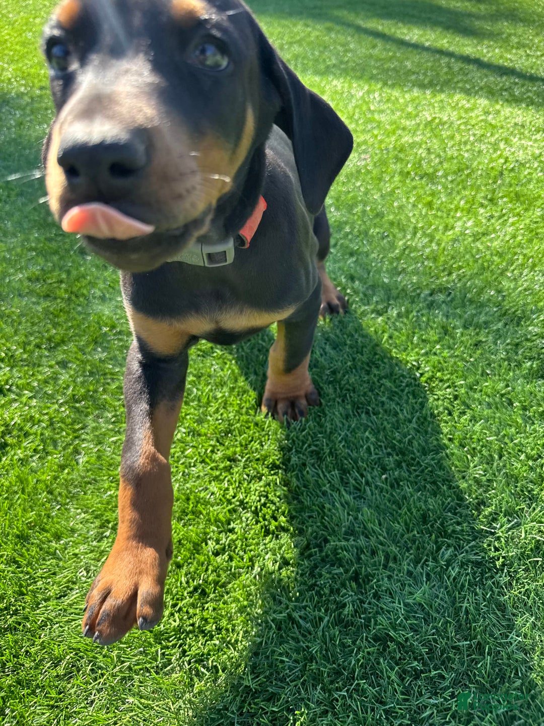 Doberman Pinscher dogs for sale: Apollo - Image 1