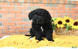 Bernedoodle dogs for sale: Timber - Image 3