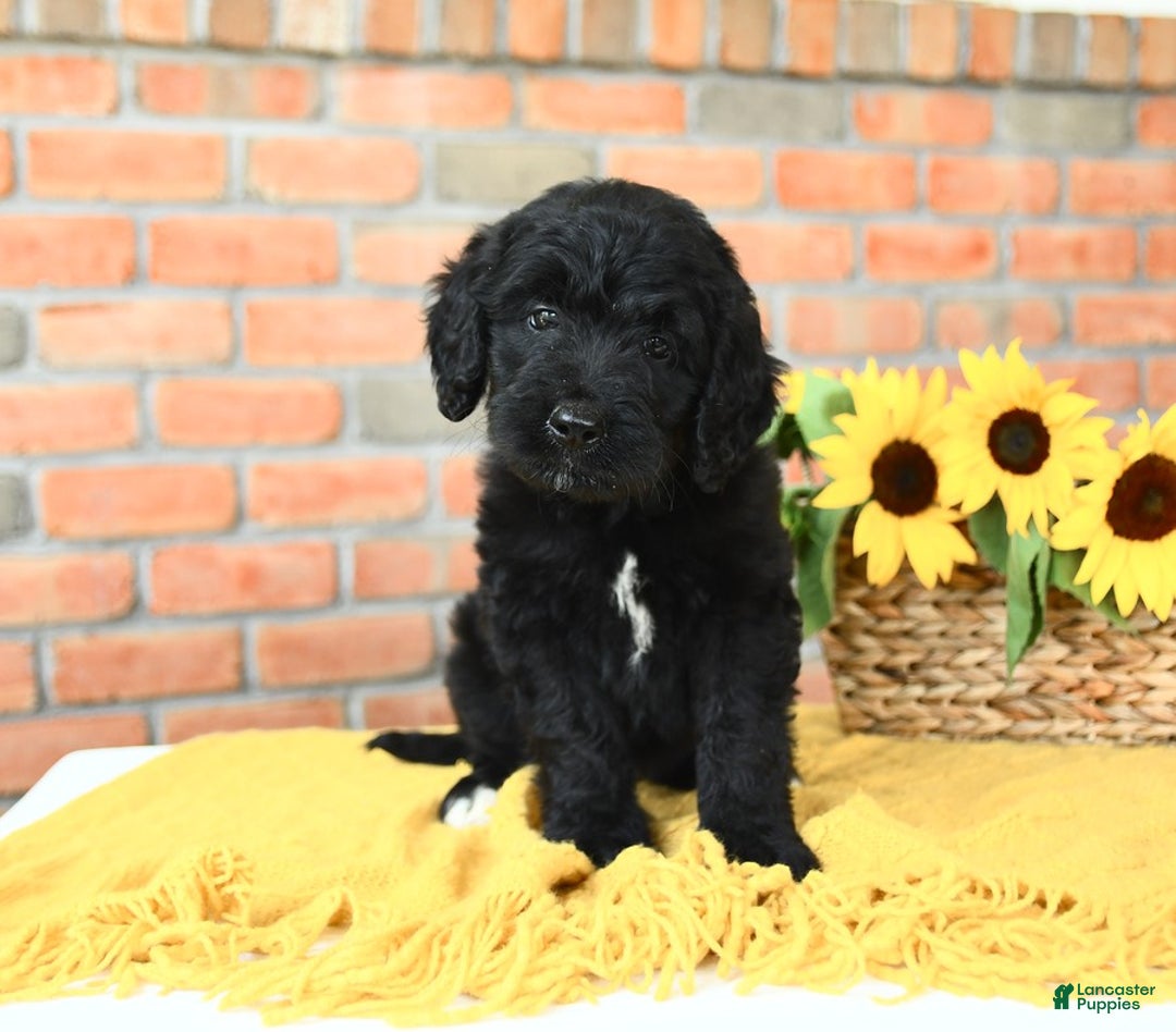Bernedoodle dogs for sale: Timber - Image 3