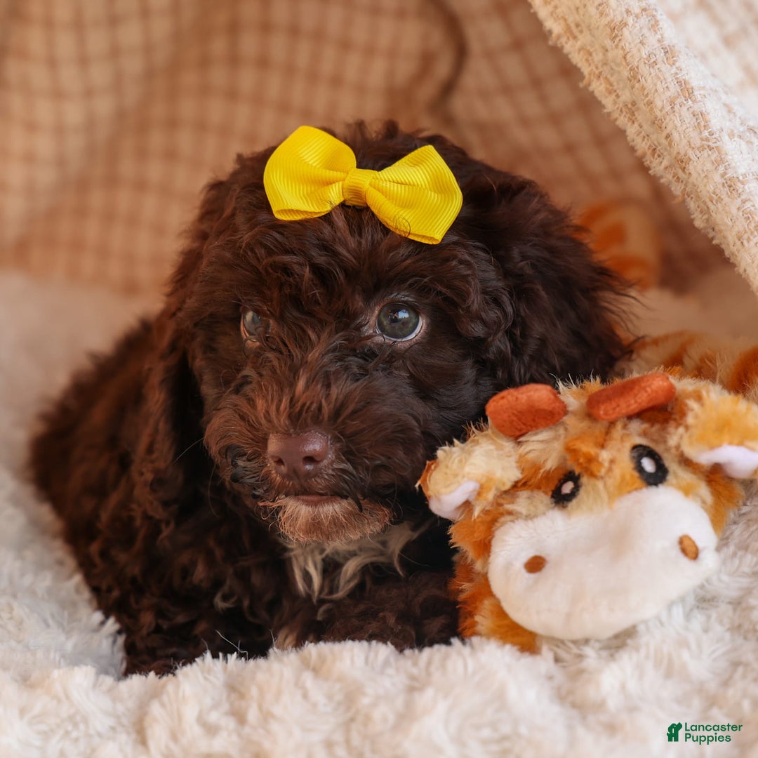 Cockapoo dogs for sale: Bess - Image 8