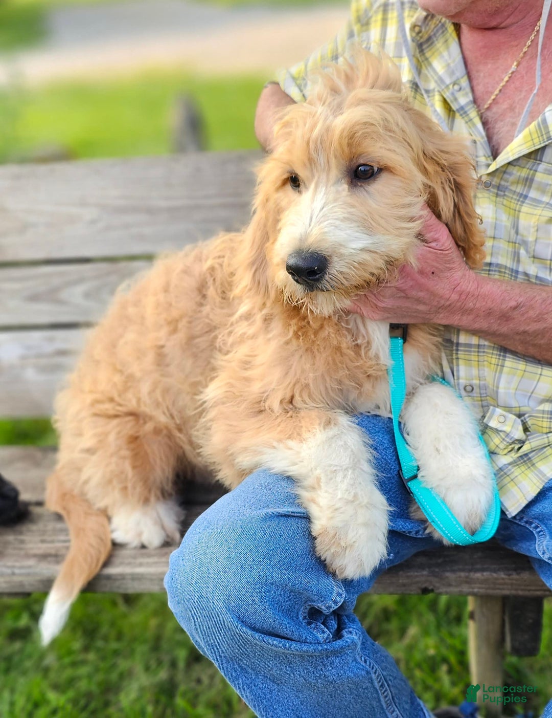 Great Pyrenees dogs for sale: Pyredoodle Fb - Image 17