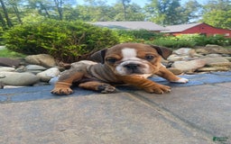 English Bulldog dogs for sale: Duke - Image 3