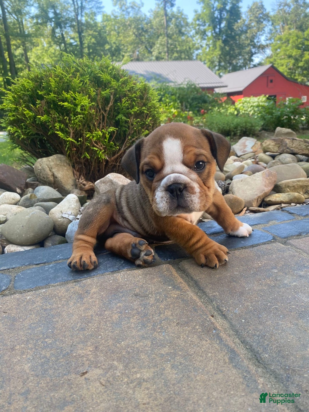 English Bulldog dogs for sale: Duke - Image 3