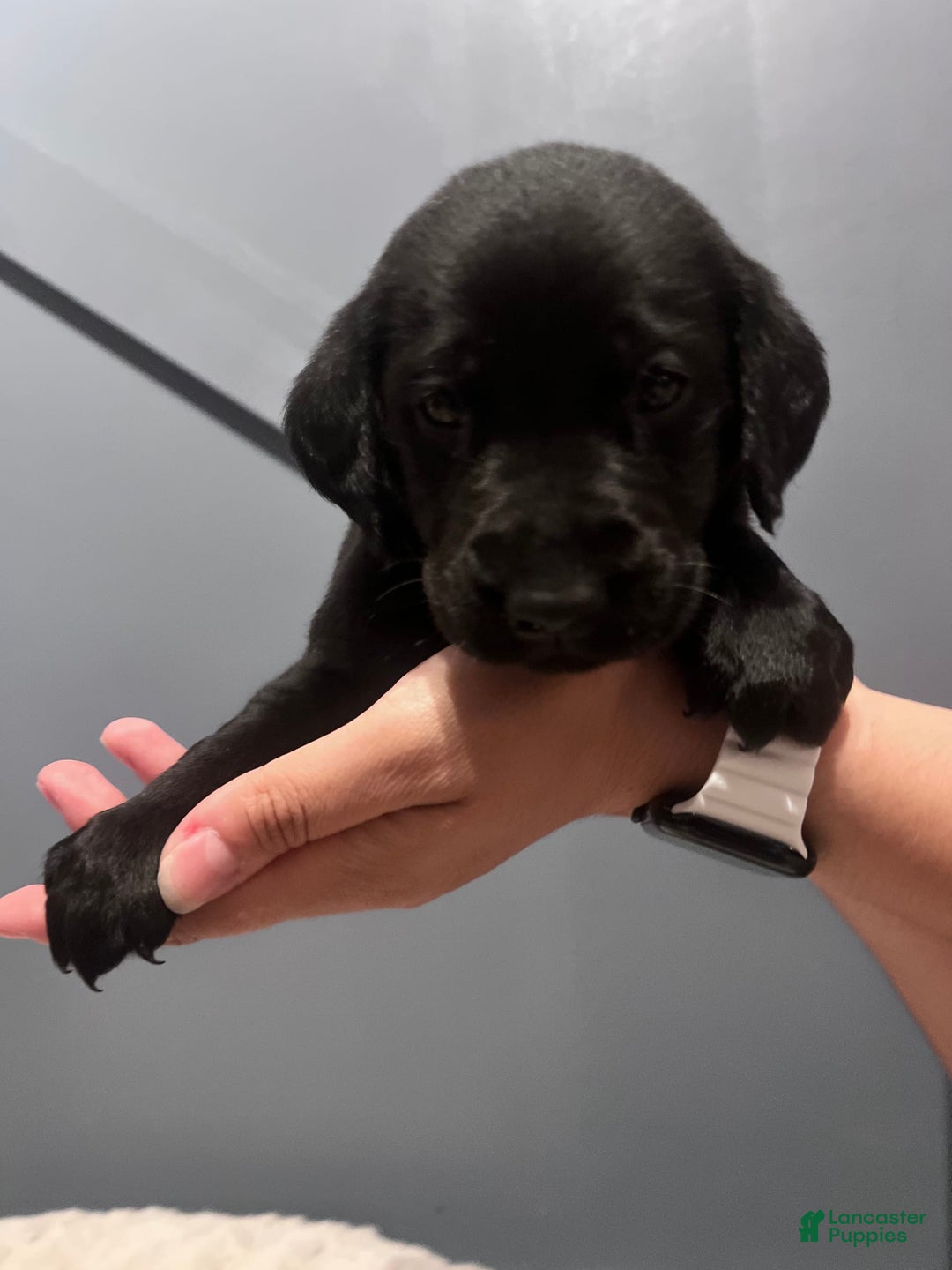 Labrador Retriever dogs for sale: Olive - Image 2