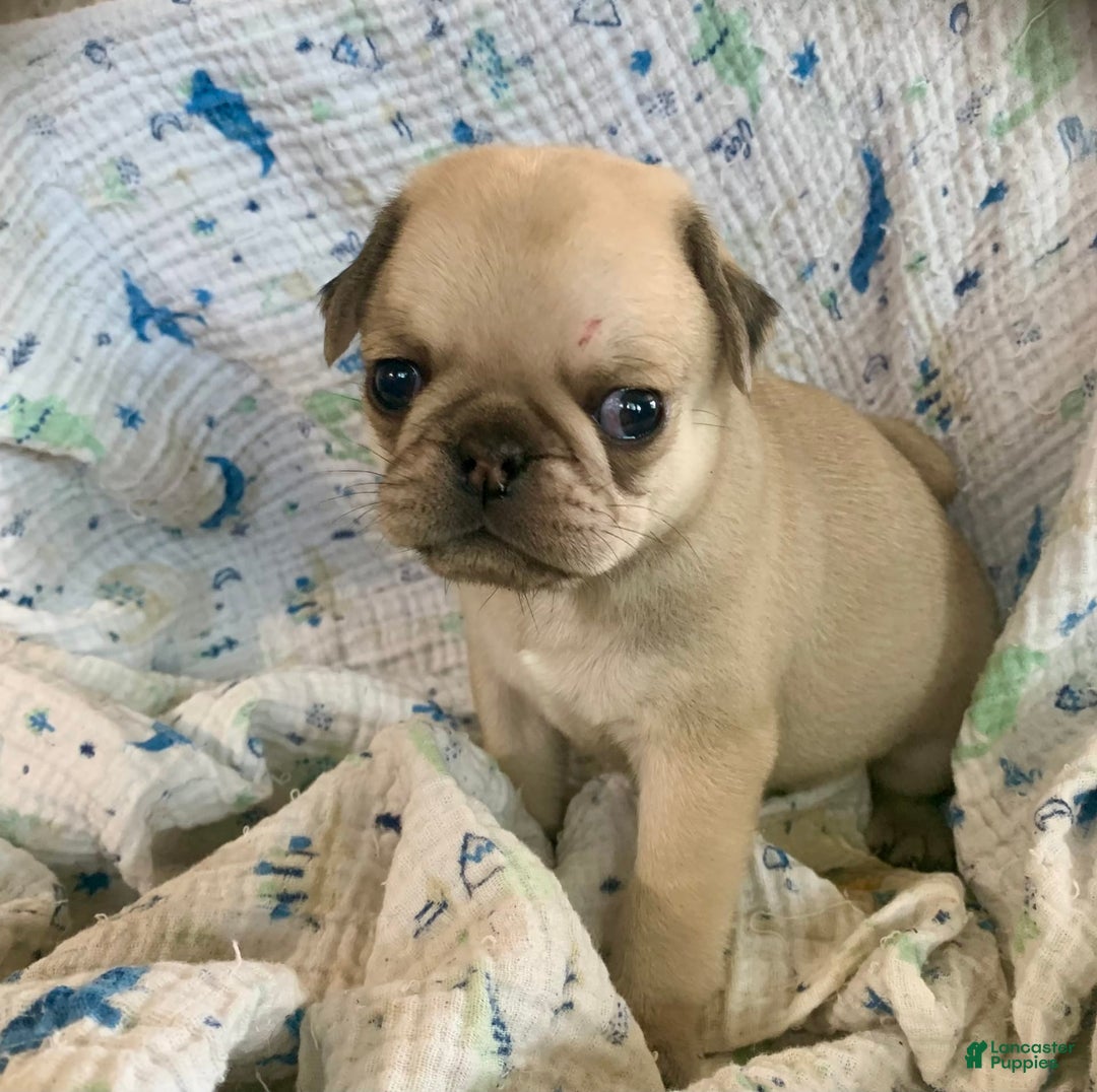 Pug dogs for sale: Bear - Image 2