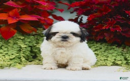 Shih Tzu dogs for sale: Ginger - Image 4