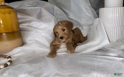 Standard Poodle dogs for sale: Red Collar - Image 1