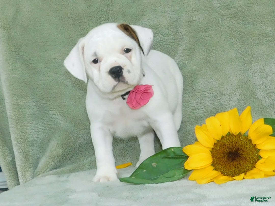 English Bulldog dogs for sale: Jewel - Image 6