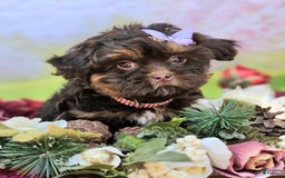Maltipoo dogs for sale: Rare chocolate - Image 1