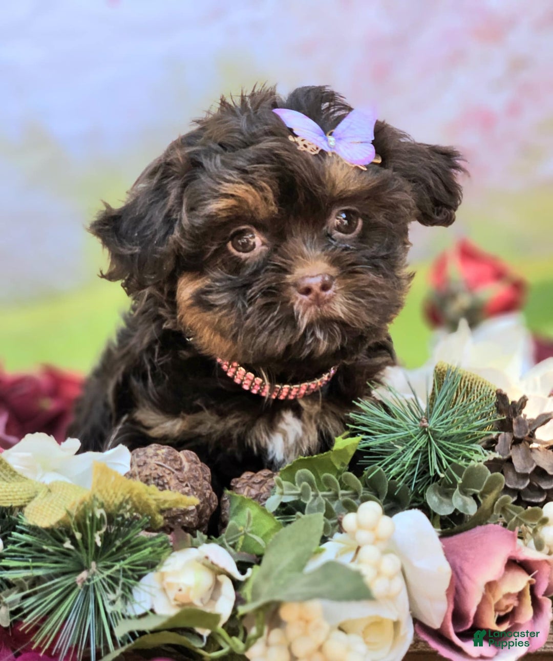 Maltipoo dogs for sale: Rare chocolate - Image 1