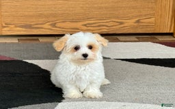 Maltipoo dogs for sale: Robbie - Image 5