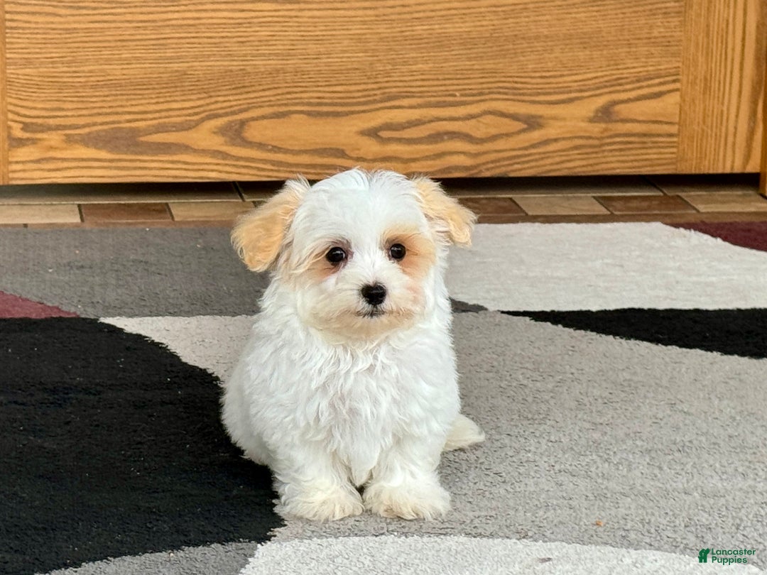 Maltipoo dogs for sale: Robbie - Image 5