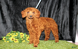 Bichpoo dogs for sale: Nemo - Image 3