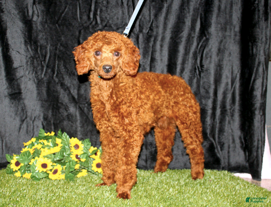 Bichpoo dogs for sale: Nemo - Image 3