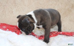 Boston Terrier dogs for sale: Dexter - Image 6