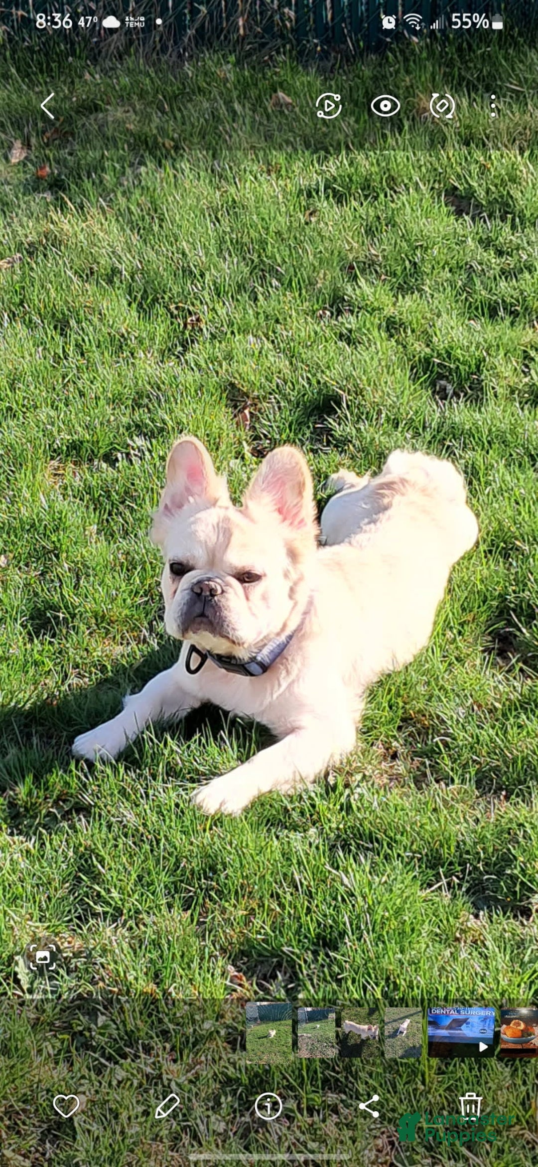 French Bulldog dogs for sale: Whiskey - Image 2