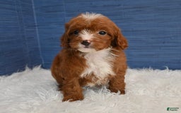 Cavapoo dogs for sale: Sean - Image 5
