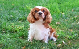 Cavalier King Charles Spaniel dogs for sale: Kyser - Image 6