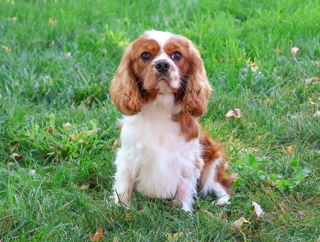 Cavalier King Charles Spaniel dogs for sale: Kyser - Image 6