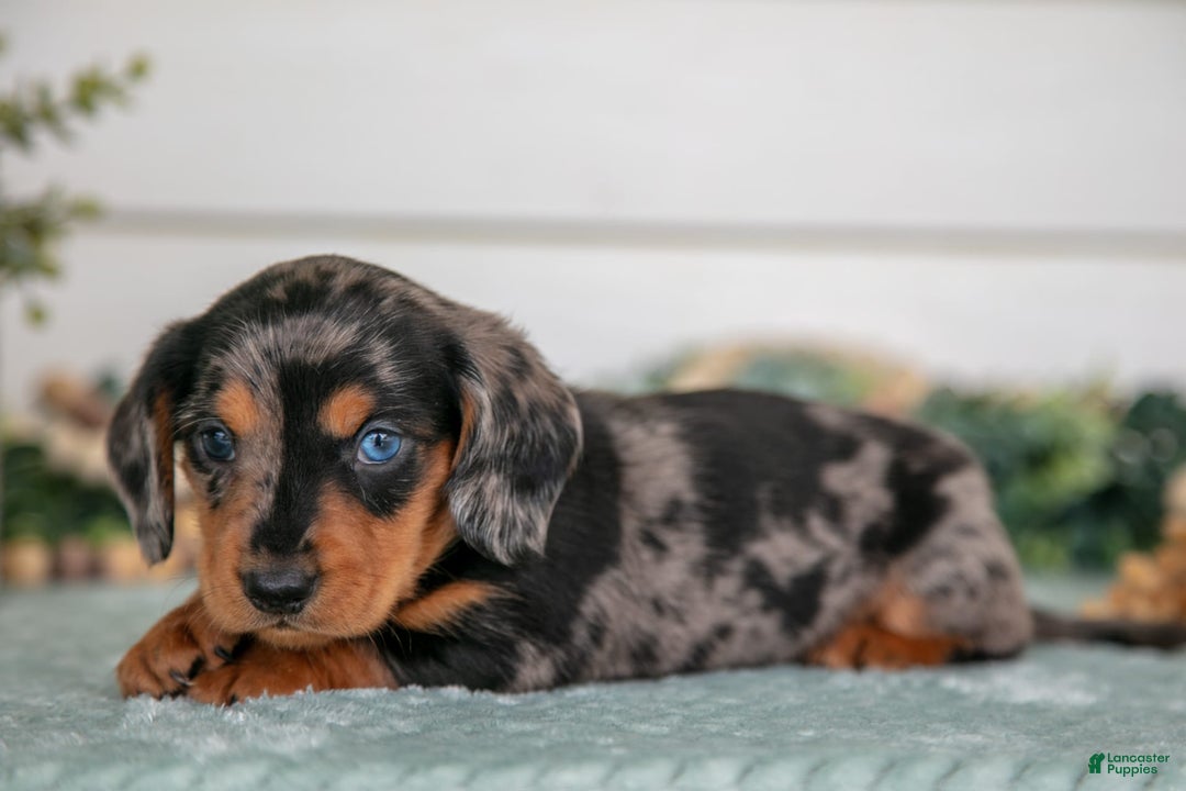Miniature Dachshund dogs for sale: Patches - Image 1