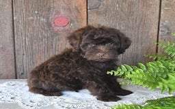 Havapoo dogs for sale: Robin - Image 5